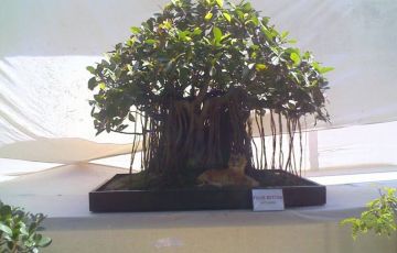 Ecstatic 12 Days 11 Nights Conoor Holiday Package