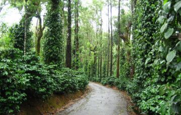 Experience Coorg Tour Package for 3 Days 2 Nights