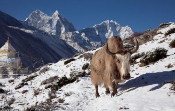 Magical kathmandu Tour Package for 8 Days 7 Nights