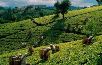 Best 7Days 6 Nights Nuwara Eliya Vacation Package