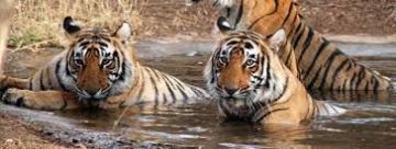 7 Days 6 Nights Delhi, Agra, Ranthambore with Jaipur Trip Package