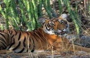Heart-warming Sundarban Tour Package for 3 Days 2 Nights