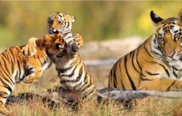 Beautiful 2 Days 1 Night Kolkata with Sundarban Vacation Package