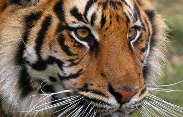 5 Days Dhaka to Sundarbans Vacation Package