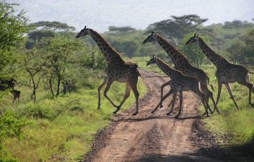 Heart-warming 4 Days 3 Nights Arusha, Ngorongoro, Lake Manyara and Karatu Holiday Package