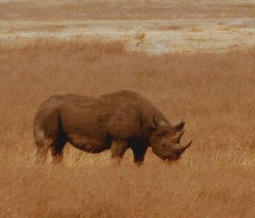 Amazing 7 Days 6 Nights Tanzania Tour Package