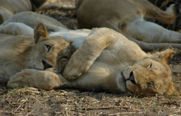 Amazing 7 Days 6 Nights Arusha Vacation Package