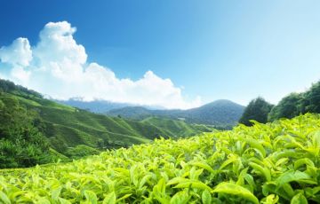 Beautiful 7 Days 6 Nights Cochin, Munnar, Thekkady, Alleppey, Houseboat and Kumarakom Holiday Package