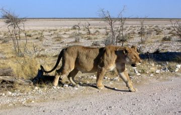 Experience 8 Days 7 Nights Namib Desert, Sossusvlei, Swakopmund, Etosha National Park with Okonjima Africat Foundation Holiday Package