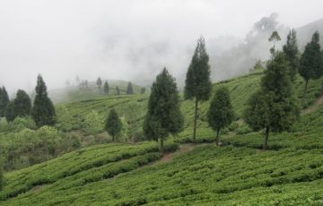 Heart-warming 4 Days 3 Nights Bagdogra and Darjeeling Holiday Package