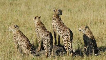 Amazing 9 Days 8 Nights Aberdares, MtKenya Equator, The Great Rift Valley, Masai Mara and Mombasa Trip Package