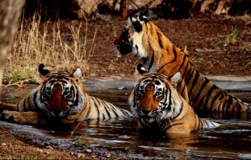 Ecstatic 8 Days 7 Nights Delhi, Agra, Fatehpur Sikri, Ranthambhore with Jaipur Holiday Package