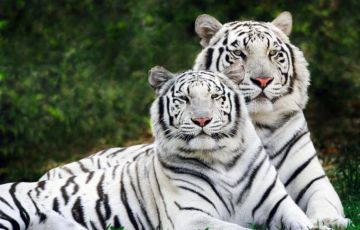 Beautiful 8 Days 7 Nights Royal Bengal Tiger Vacation Package