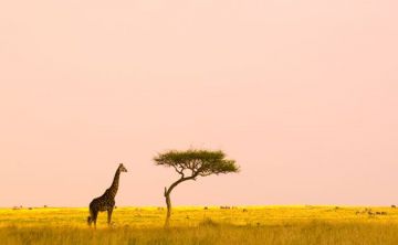 2 Days 1 Night Maasai mara Vacation Package