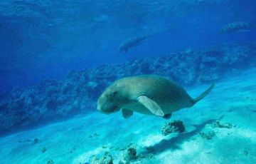 Pleasurable 5 Days 4 Nights Port Blair, Havelock, Ross Island, North Bay and Elephant Island Trip Package