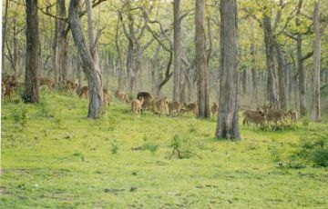 Bandhavgarh Tour Package for 3 Days 2 Nights