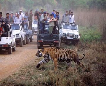 Memorable 3 Days 2 Nights Bandhavgarh Vacation Package