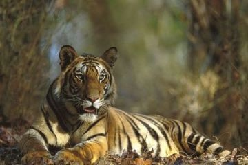 Memorable 3 Days 2 Nights Bandhavgarh Vacation Package