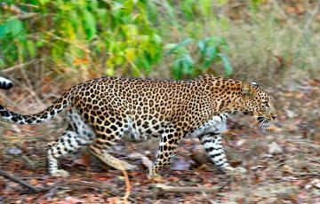 Memorable 3 Days 2 Nights Bandhavgarh Vacation Package