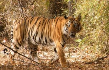 9 Days 8 Nights Bandhavgarh Tiger Reserve Tour Package