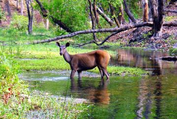 Heart-warming 3 Days 2 Nights Mahua Kothi Vacation Package