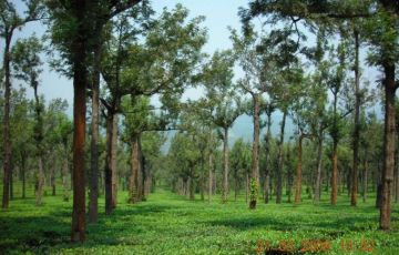 Heart-warming 11 Days 10 Nights Mysore Holiday Package