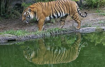 Experience 3 Days 2 Nights Sundarban Vacation Package