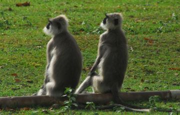 Heart-warming 6 Days 5 Nights Nagarahole National Park Trip Package