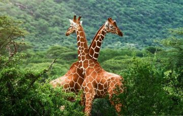 Heart-warming 15 Days 14 Nights Dudhwa National Park Trip Package