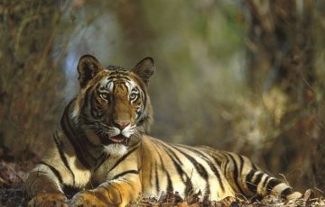 Beautiful Bandhavgarh Tour Package for 3 Days 2 Nights