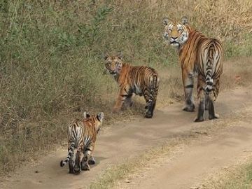 Beautiful Bandhavgarh Tour Package for 3 Days 2 Nights