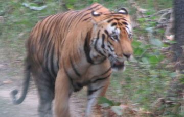 Amazing 3 Days 2 Nights Banjaar Tola and Kanha National Park Trip Package