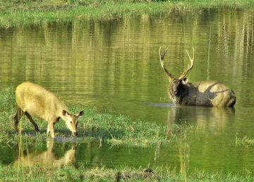 Amazing 3 Days 2 Nights Banjaar Tola and Kanha National Park Trip Package