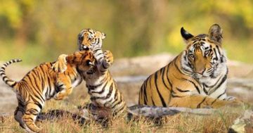 Family Getaway 3 Days 2 Nights Pench Holiday Package