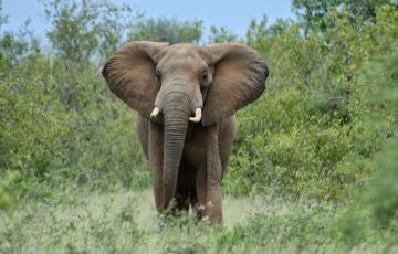 Beautiful 3 Days 2 Nights Ranthambore Holiday Package