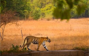 Family Getaway Agra Tour Package for 15 Days 14 Nights