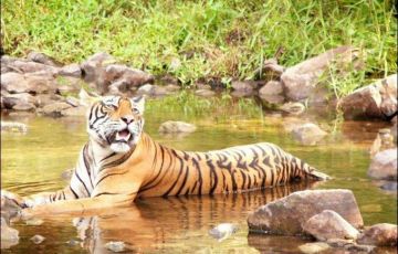 Family Getaway 5 Days 4 Nights Jaipur and Ranthambhore Holiday Package