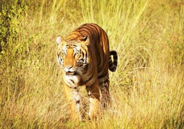 Heart-warming 4 Days 3 Nights Corbett and Almora Tour Package