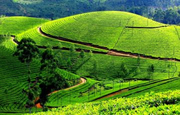 Family Getaway 8 Days 7 Nights Cochin, Vagamon with Alleppey Tour Package