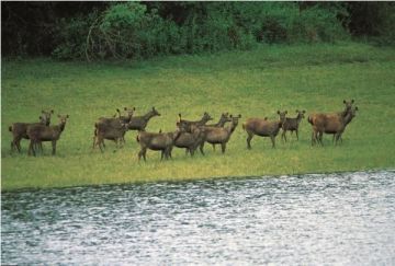 5 Days 4 Nights Cochin, Munnar, Thekkady and Allepey Tour Package