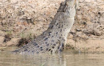 Beautiful 3 Days 2 Nights Olive Ridley Sea Turtles, Crocodiles, Topography of Bhitarkanika with Orissa Wildlife Vacation Package