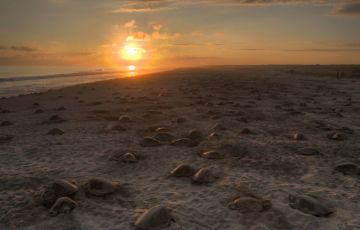 Amazing 3 Days 2 Nights Bhubaneshwar and Gahirmatha Wildlife Sanctuary Tour Package