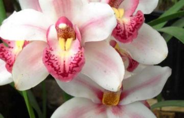 Pleasurable 9 Days 8 Nights Thimphu Vacation Package