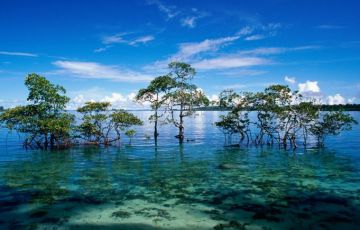 Best 5 Days 4 Nights Port Blair with Havelock Trip Package