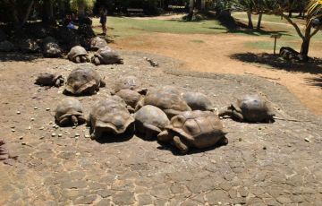 Beautiful 7 Days 6 Nights Mauritius Holiday Package