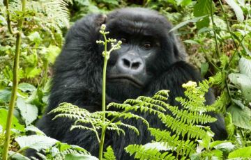 Magical Rwanda Tour Package for 10 Days 9 Nights