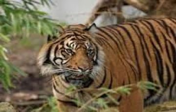 9 Days Delhi to Satpura Tour Package