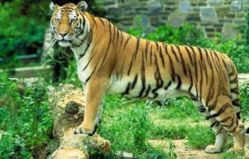 13 Days 12 Nights Calcutta, Sunderbans, Nagpur, Pench, Kanha, Bandhavgarh and Khajuraho Tour Package