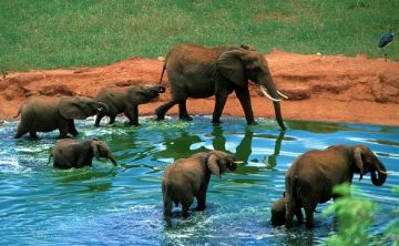 Magical 6 Days 5 Nights Nairobi, Aberdares, Lake Naivasha and Masai Mara Game Reserve Trip Package