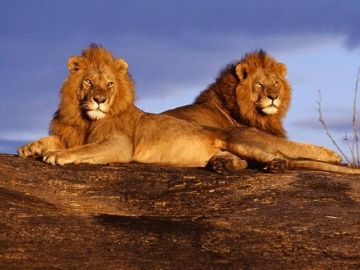 Amazing 7 Days 6 Nights Tanzania Vacation Package